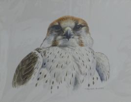 BOYER, TREVOR (born 1948) British (AR), Lanner Falcon, watercolour on board, signed. 13 cm x 17 cm.