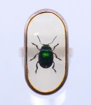 A silver ring set with inset beetle. Beetle setting 3 cm x 1.5 cm.