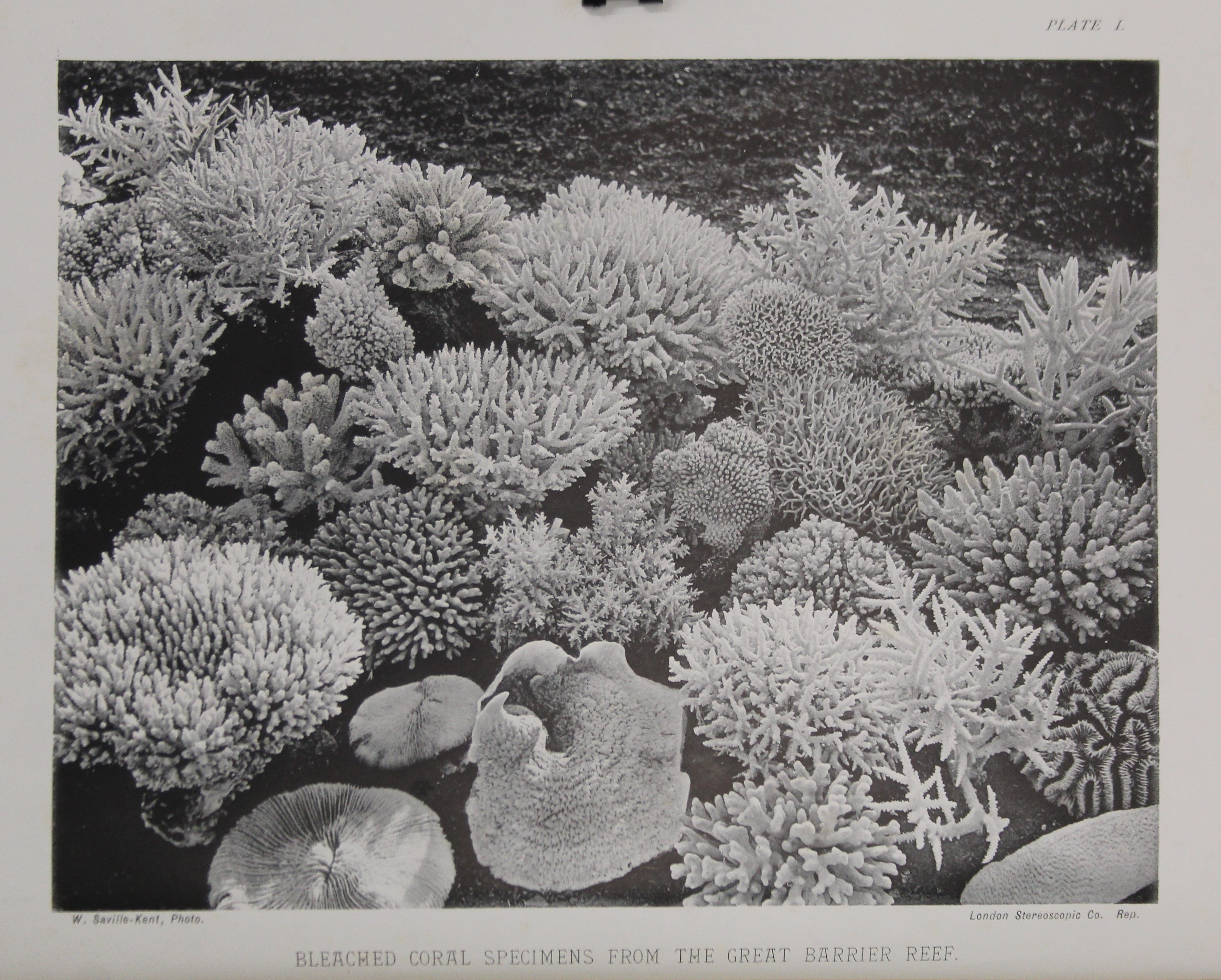 Saville-Kent, (William), The Great Barrier Reef of Australia; Its Products and Potentialities, - Image 6 of 9