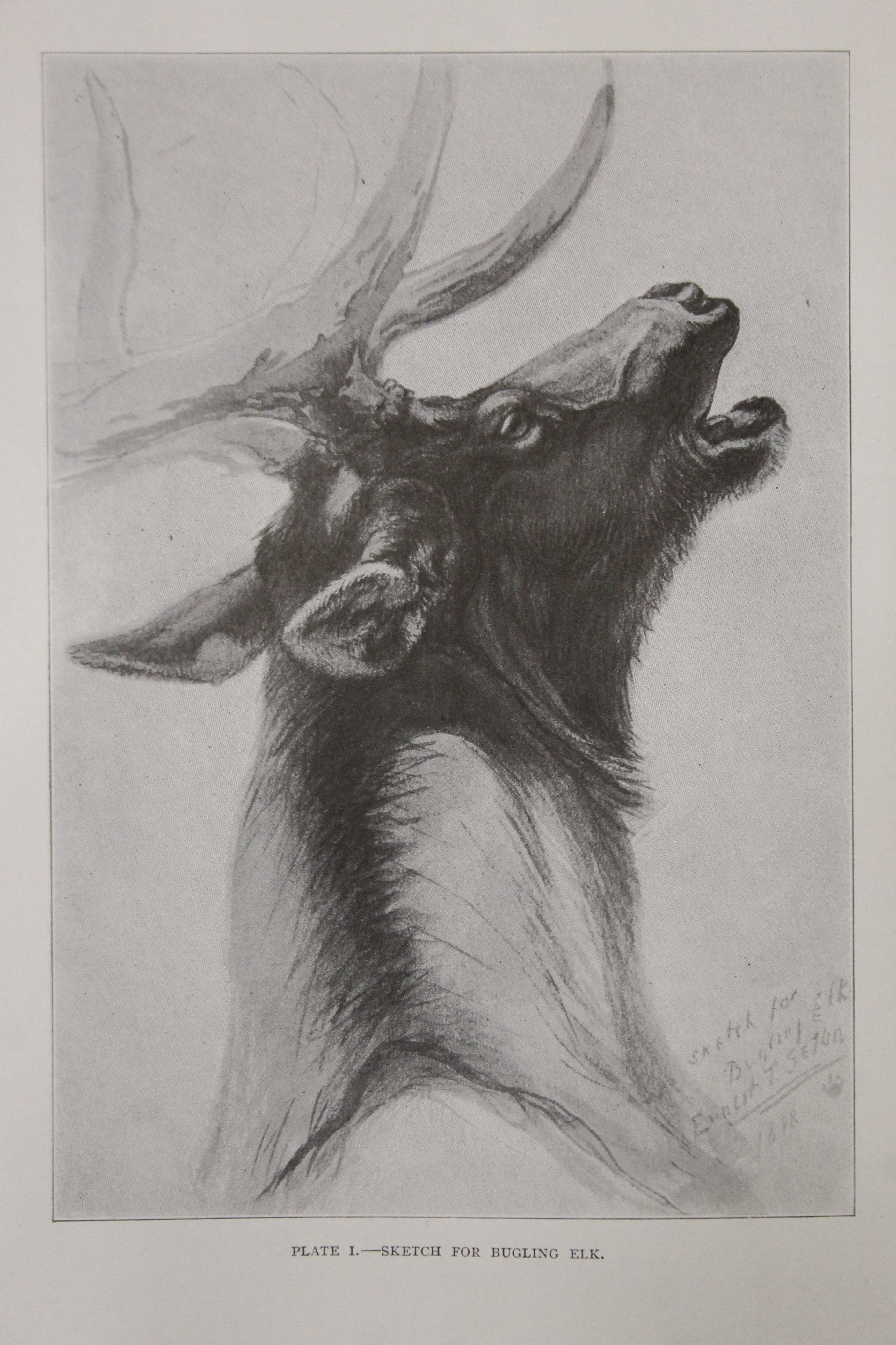 Seton (Ernest Thompson), Life-Histories of Northern Animals - An Account of the Mammals of Manitoba, - Image 8 of 18