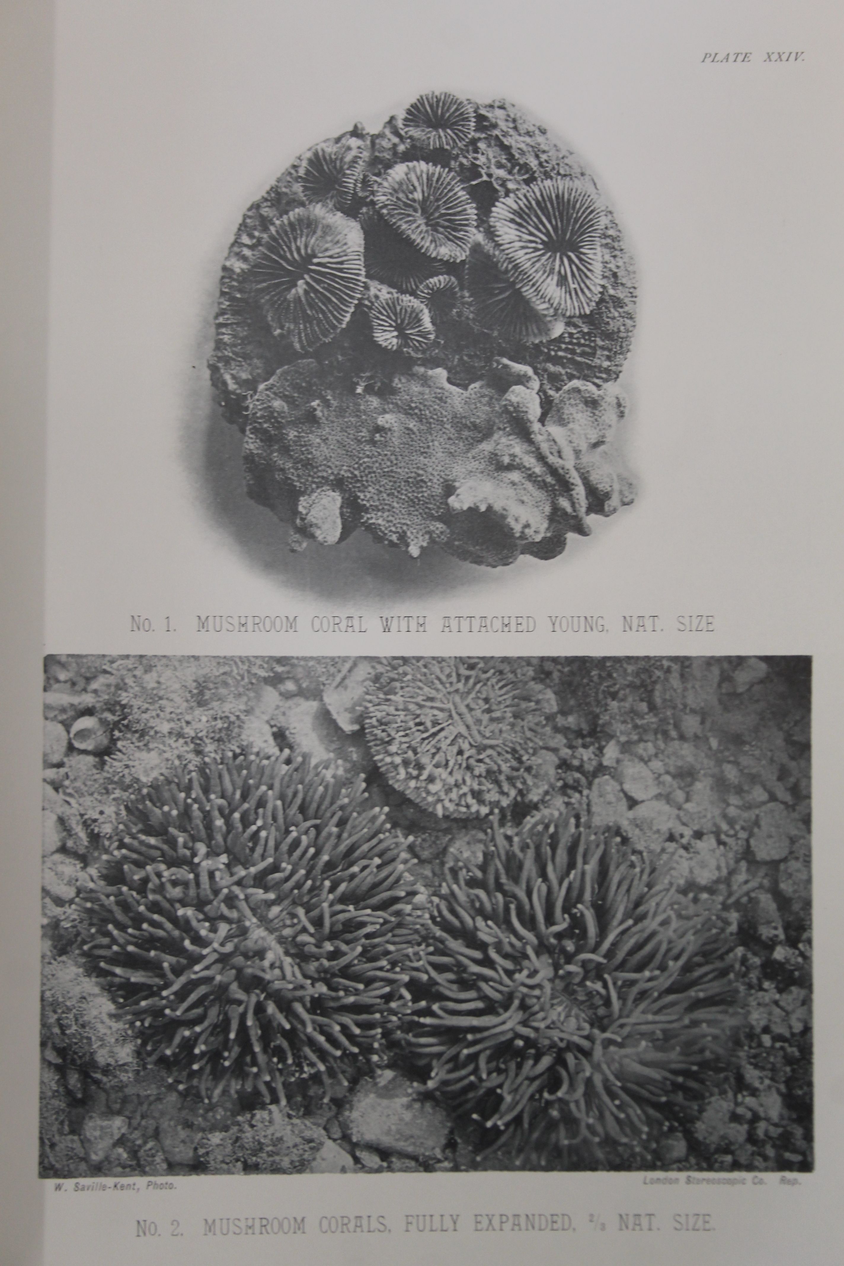 Saville-Kent, (William), The Great Barrier Reef of Australia; Its Products and Potentialities, - Image 9 of 9