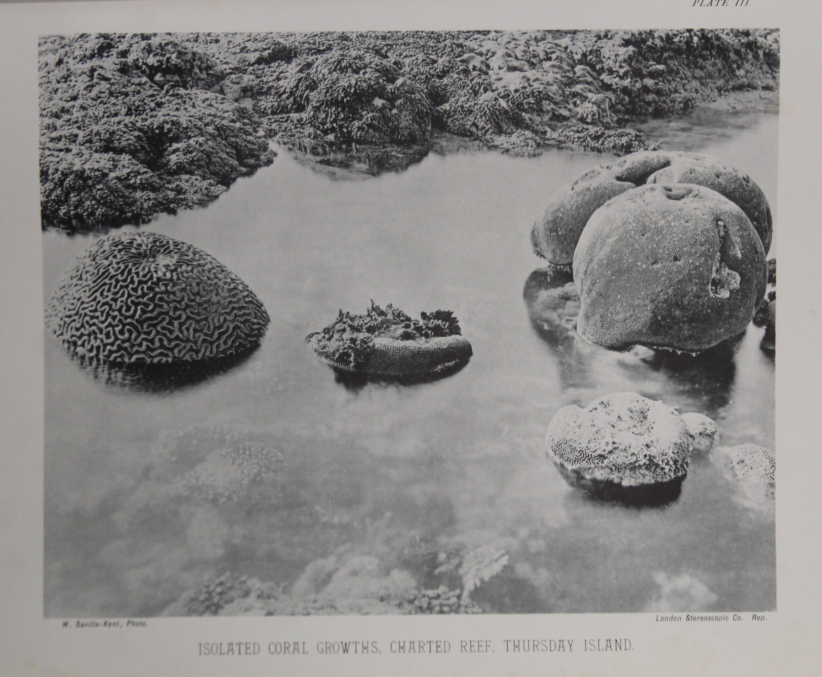 Saville-Kent, (William), The Great Barrier Reef of Australia; Its Products and Potentialities, - Image 7 of 9