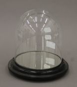 A Victorian glass dome on an ebonised plinth. 21 cm high.