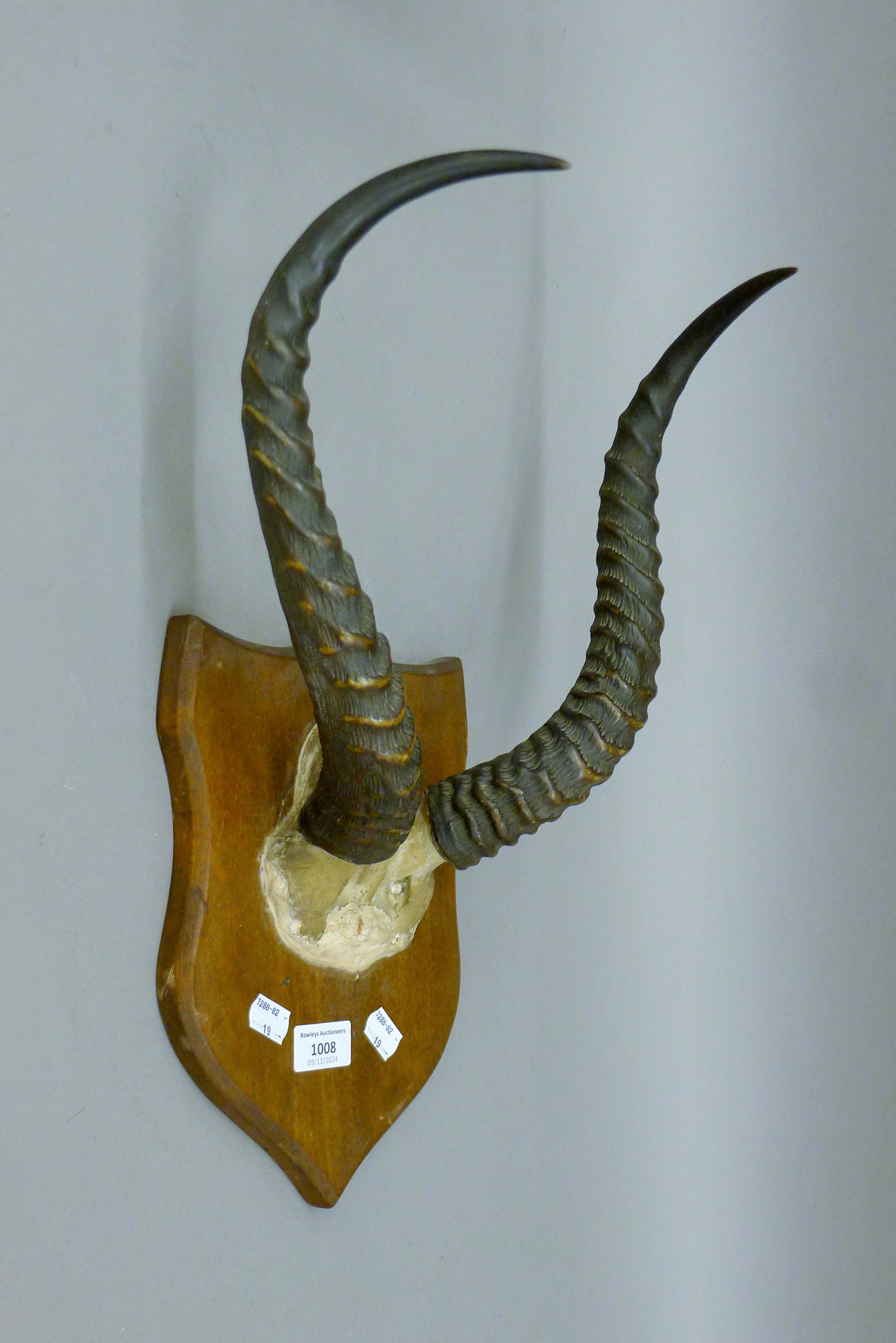 A set of horns mounted on a shield. The shield 20 cm wide.