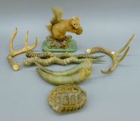 A taxidermy specimen of a red squirrel, three pairs of horns/antlers and a tortoiseshell.