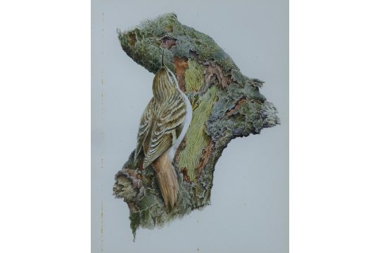 PERKINS, BEN (1932-2022) British (AR), Tree Creeper, watercolour, signed. 19 x 15 cm. - Image 1 of 3