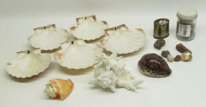 Collection of sea shells and some mineral specimens in glass bottle and small metal tin