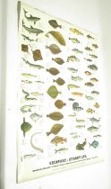 Bridport Gundry Ltd Seafish poster 103cm x 70.5cm, Freshwater fish poster 102.5cm x 70.5cm, Edible