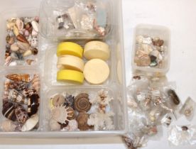 A good mixed large collection of various assorted small sea shells including, spiral, coral,