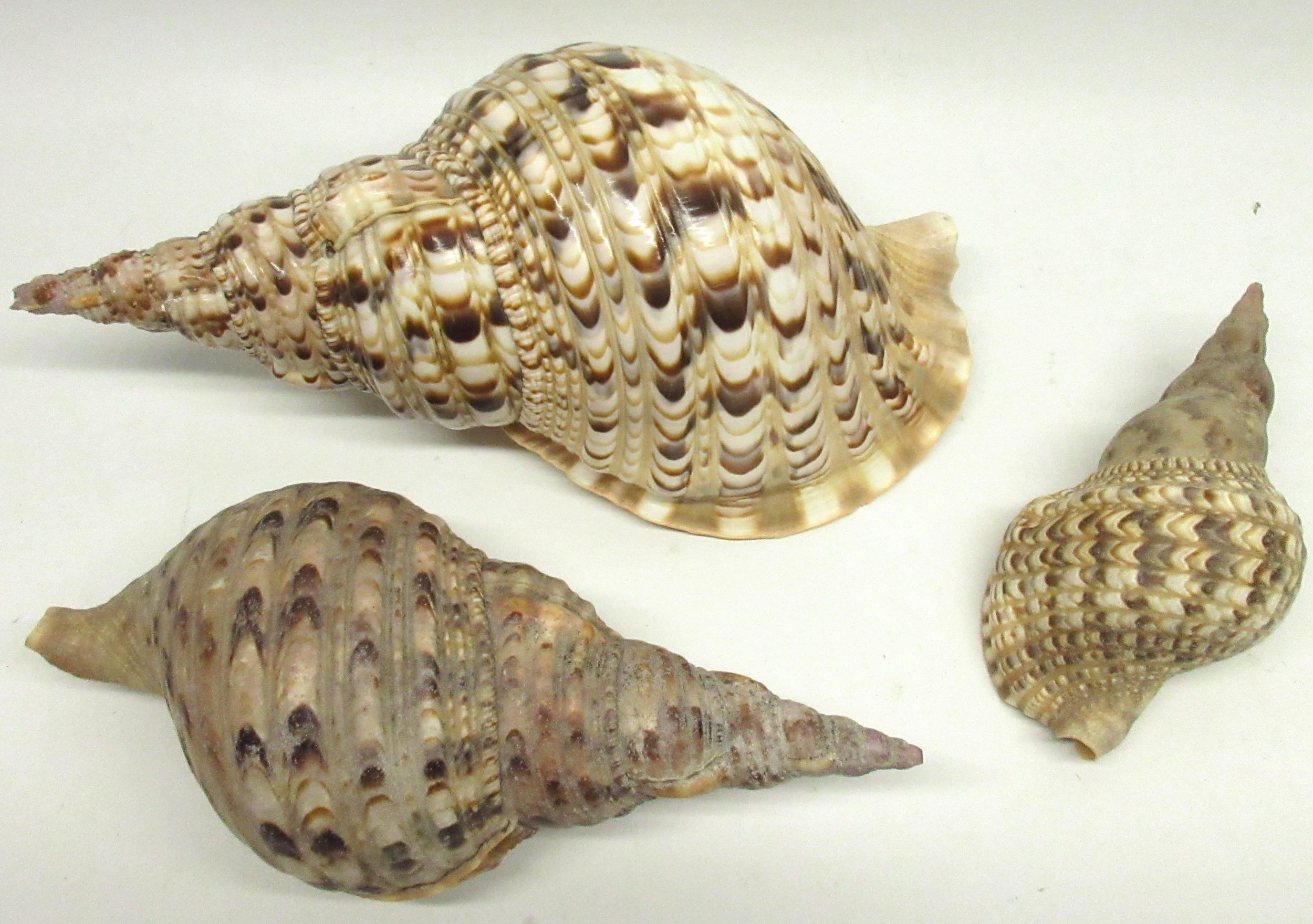 Collection of 3 Triton's trumpet sea shells, (Charonia tritonis - Indo-Pacific region) largest