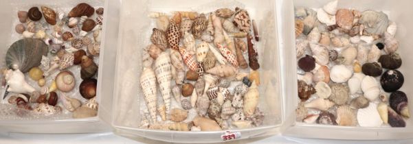 A large good mixed collection of various sea shells of small to medium size including, Murex,