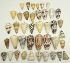 Collection of 40 cone (Conus - Indo-West Pacific) sea shells, various sizes from 4-11cm in length