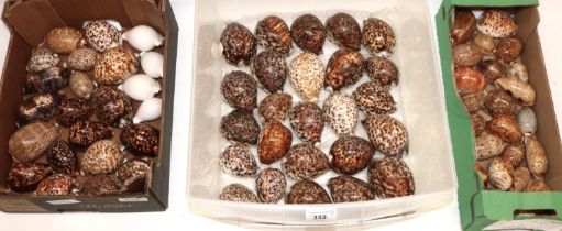 Large collection of approx. 70 various types of Cowry sea shells (Cypraea - Indo-Pacific) including,