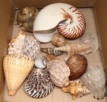 Interesting collection of assorted sea shells including, Listers Conch, circular saw, Harp, large