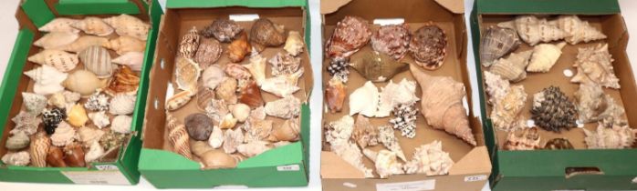 Large collection of sea shells in 4 boxes, various types including, various conch, various Murex and