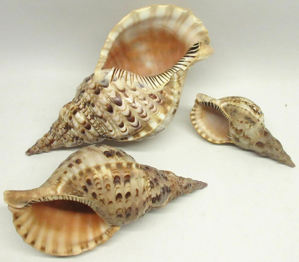 Collection of 3 Triton's trumpet sea shells, (Charonia tritonis - Indo-Pacific region) largest - Image 4 of 4