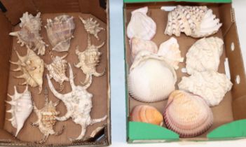 Collection of various sea shell, mostly clam type and spider (Lambis) variants range in length 9-