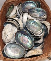 Large collection of abalone sea shells (qty)