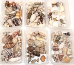 Mixed collection of small sea shells (2-9cm in length) of various types including, cone, cowrie,