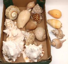 Good selection of large sea shells, including Queen Conch (Strombus gigas) and other variants (16)