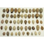 Large collection of various assorted cowry/cowrie sea shells, various types and colourations