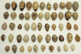 Large collection of various assorted cowry/cowrie sea shells, various types and colourations