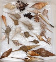 Collection of mostly Murex sea shells of various variety's and other including Thatcher`s wonder