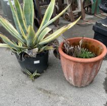 One large red terracotta planter pot and a Aloe Vera style plant in plastic planter