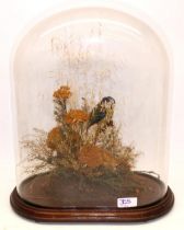 C20th taxidermy study of a blue tit in naturalistic setting under glass dome, H43cm