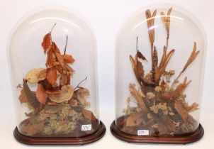 C20th pair of still life studies of dried flowers under glass domes, H48cm