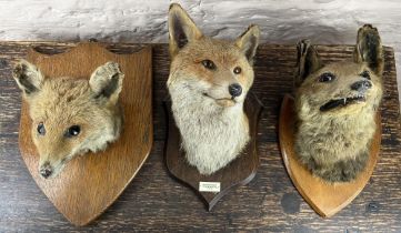 R Spicer & Sons Taxidermists of Leamington - a fox mask on oak shield with plaque "Badsworth Hunt