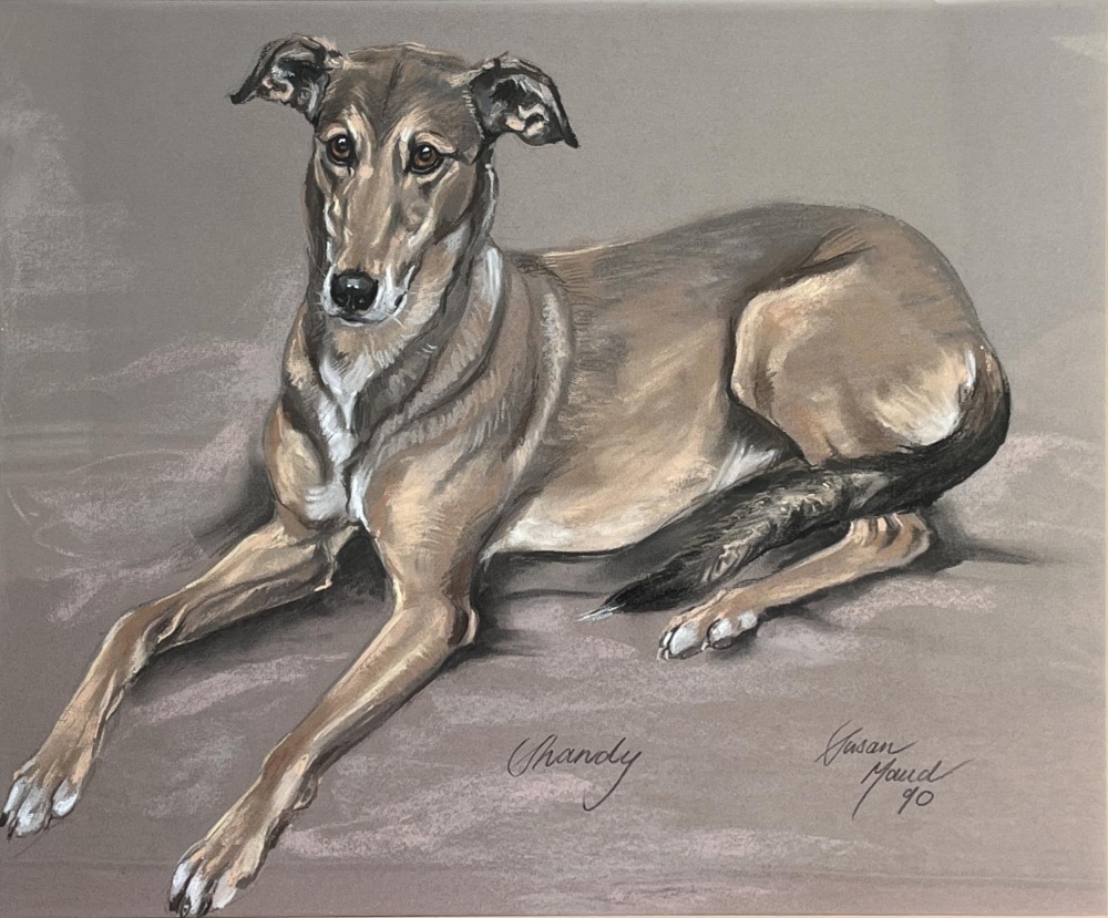 Susan Maud (British Contemporary): "Shandy", study of a recumbent hound, pastel, signed and dated
