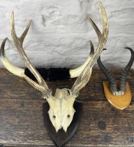 Pair of six point deer antlers on skull and oak shield, a pair of antelope antlers and a pair of cow