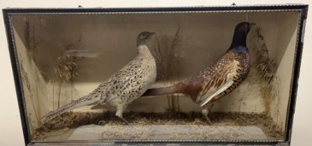 Victorian Taxidermy study of a pair of female and male Pheasants, in glazed front black painted case