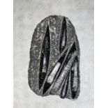 Large Orthoceras fossil 26cm x 16cm