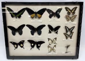 20th century framed and mounted exotic butterfly collection - Rajah Brooke, Yellow Birdwing, Malayan