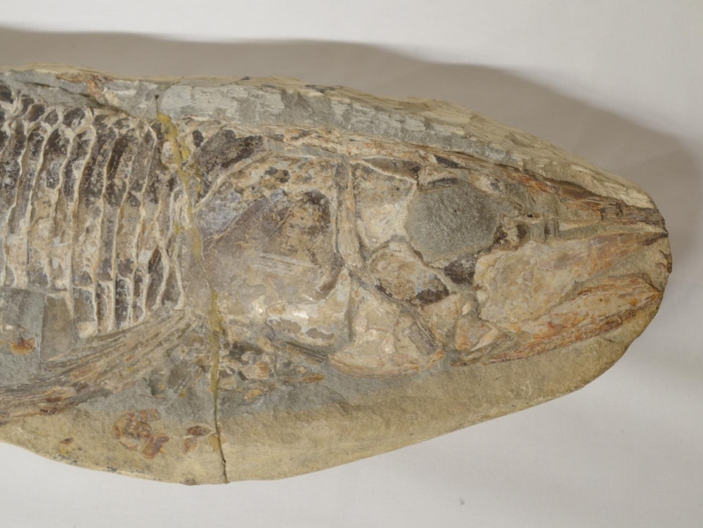 Two fossilized fish, larger example overall length 51cm (please note head snapped off and repaired), - Image 2 of 6