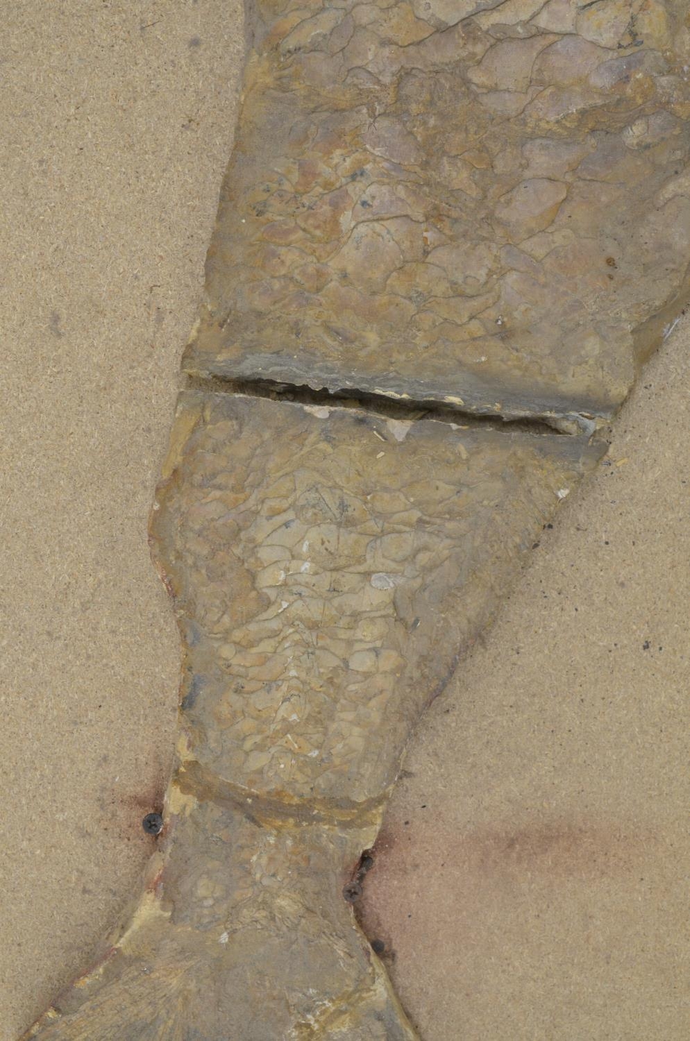 Large fossilized fish (discovered in Brazil, possibly Cladocyclus). Please note tail detached and - Image 6 of 7