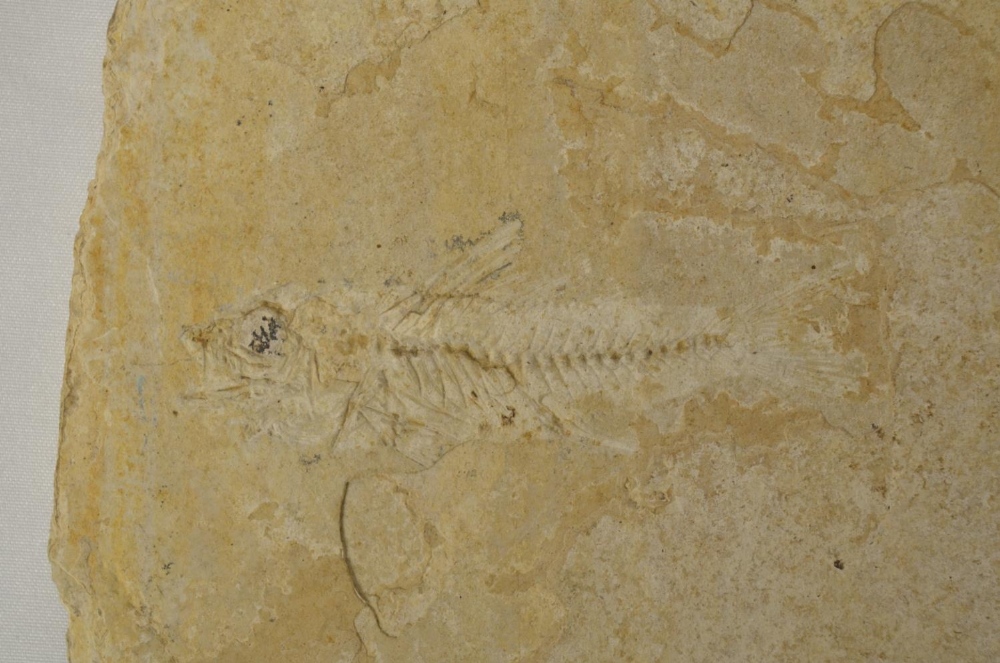 Two fossilized fish, larger example overall length 51cm (please note head snapped off and repaired), - Image 6 of 6