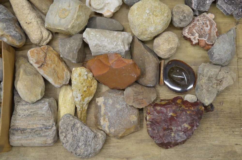 Mixed collection of fossils, minerals and ancient stone tools including fossilised bracket fungus - Image 3 of 5