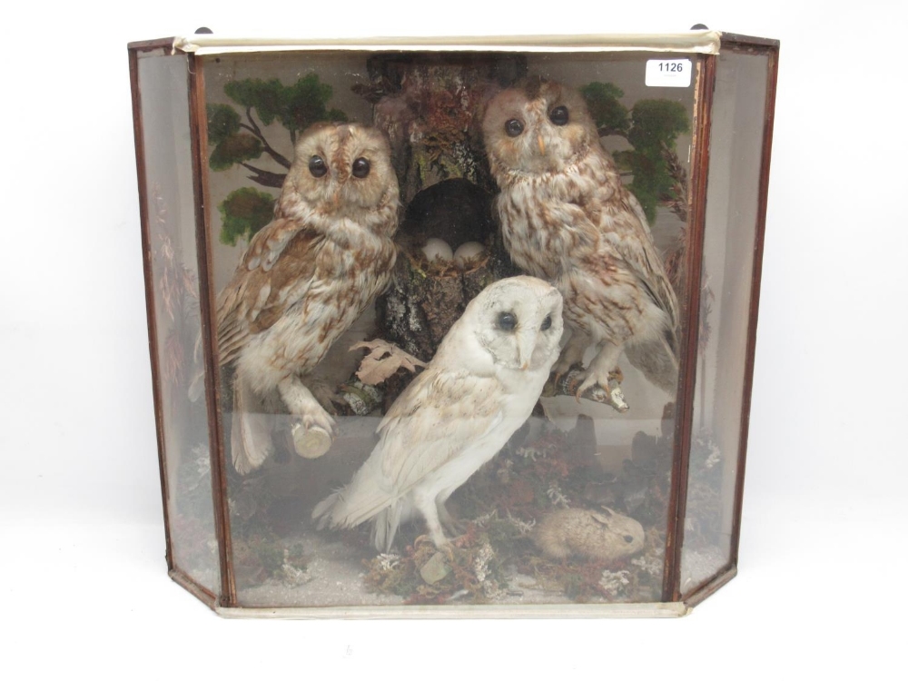 Taxidermy cased two Tawny Owls and Barn Owl in naturalistic setting, H54cm. - Image 2 of 2