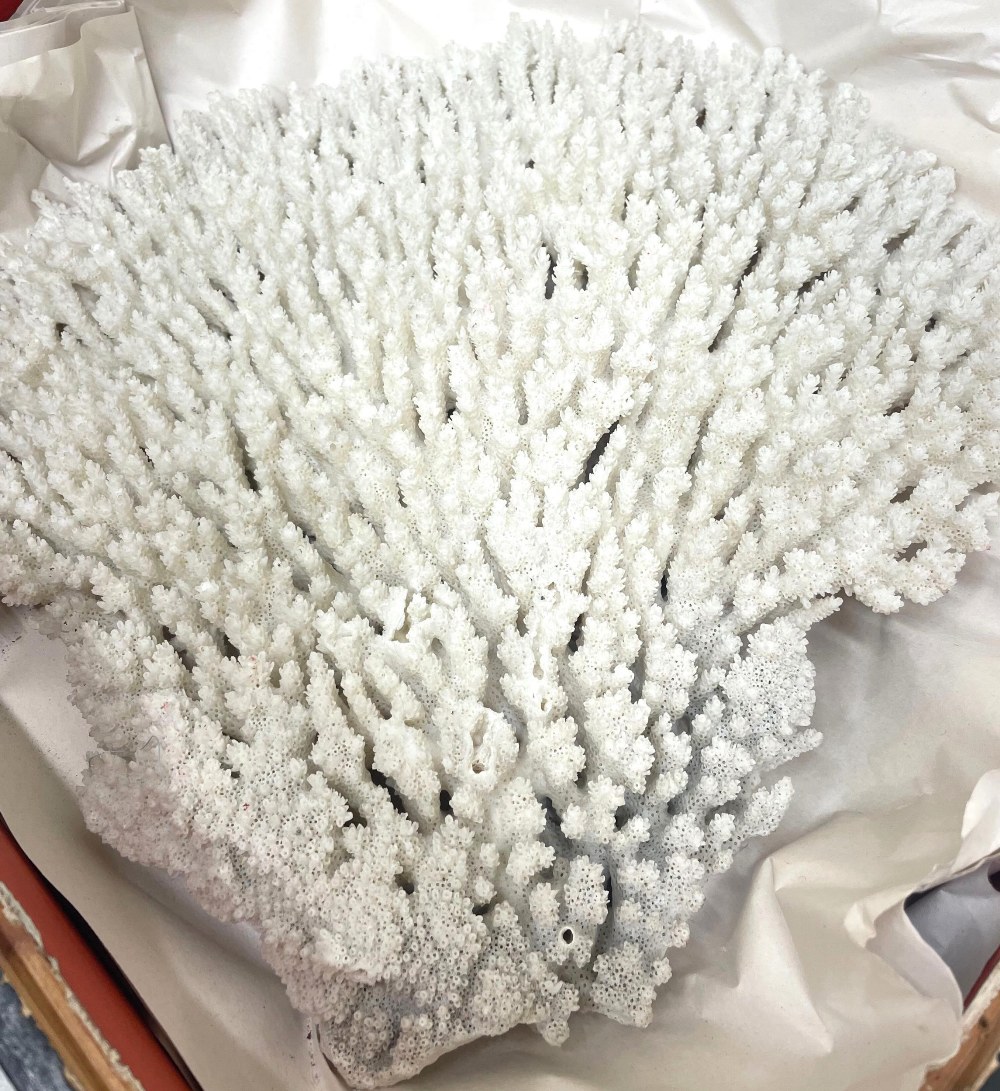 Hard coral specimen, L35cm - Image 2 of 2