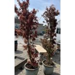 Two potted Japanese red acer trees, approx. H185cm