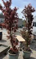 Two potted Japanese red acer trees, approx. H185cm