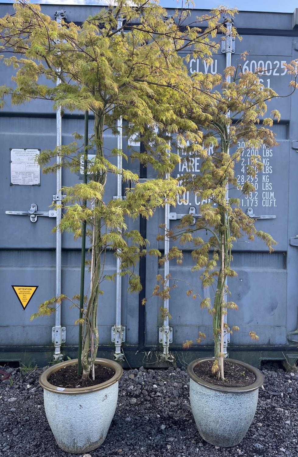 Two potted Japanese acers, max. H210cm