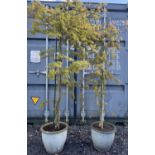 Two potted Japanese acers, max. H210cm