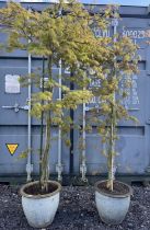 Two potted Japanese acers, max. H210cm