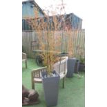 Pair of variegated Japanese Maple Trees, in modern design pots. 70cm x 35cm.