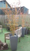 Pair of variegated Japanese Maple Trees, in modern design pots. 70cm x 35cm.