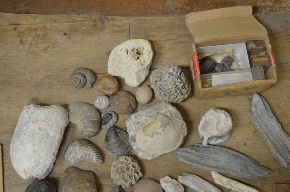 Collection of fossils to include ammonites, coral, shells, petrified wood etc. (Victor Brox - Image 5 of 8